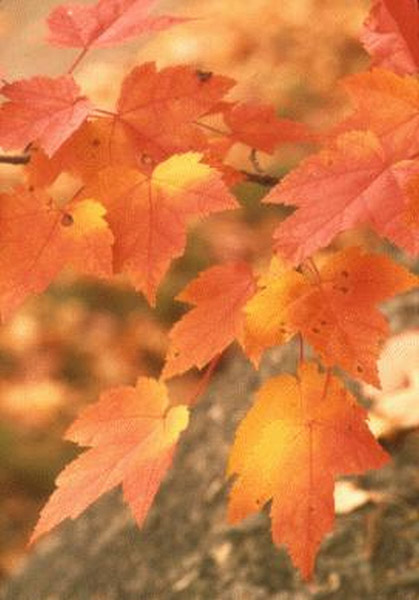 Acadia National Park