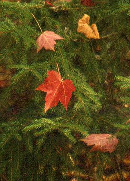 Acadia National Park