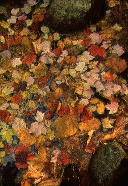 Acadia National Park