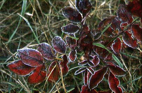Acadia National Park