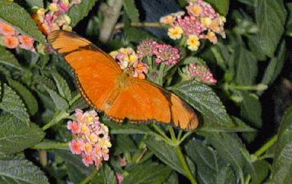 Butterfly at the San Diego Wild Animal Park now Safari Park