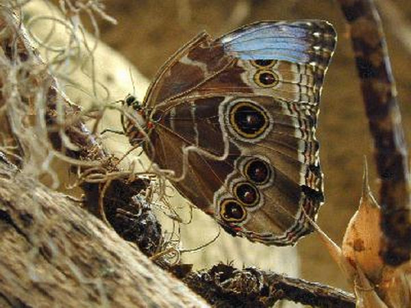 Butterfly at the San Diego Wild Animal Park now Safari Park