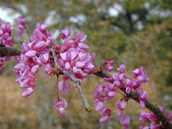 Redbuds