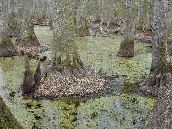 Bald Cypress trees
