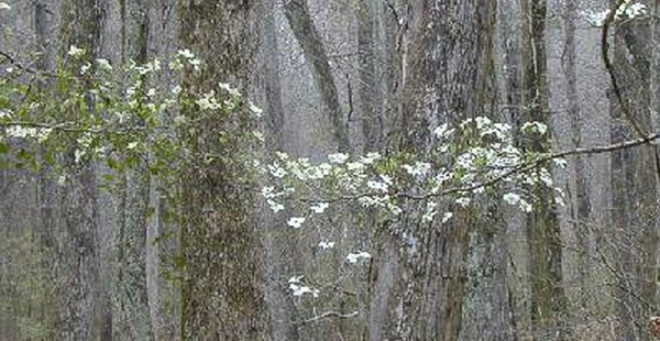 Dogwood