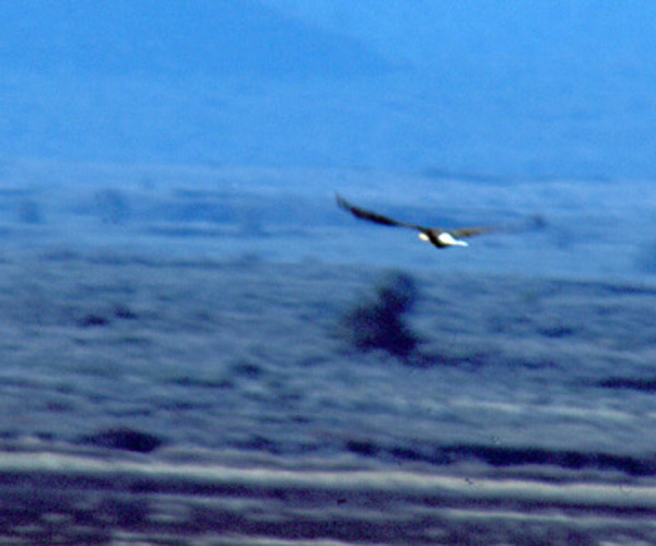 Bald eagle
