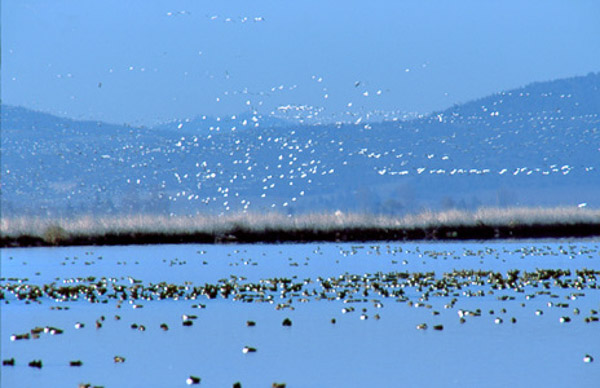 Snow geese flocks