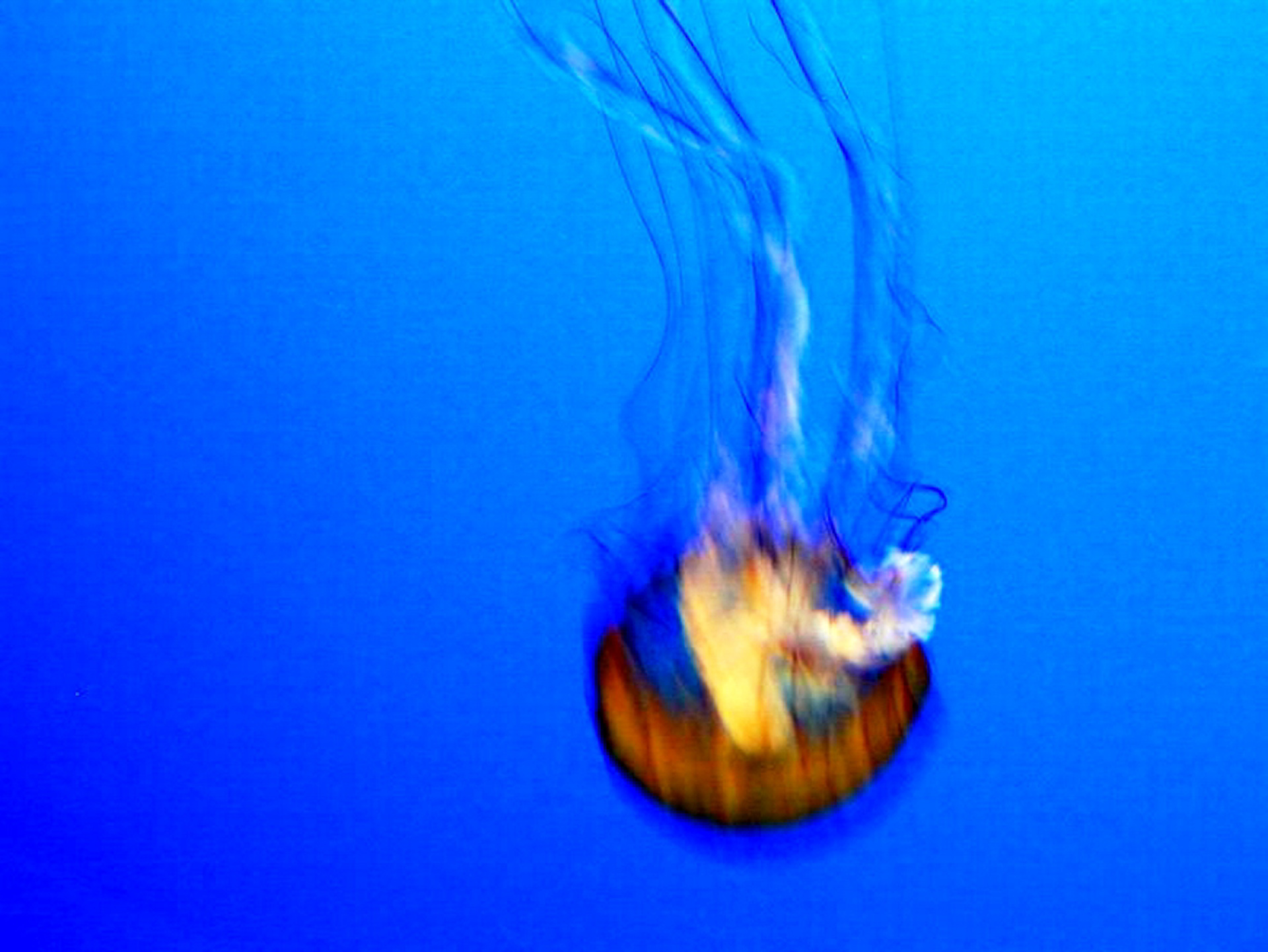 Montery Bay Aquarium