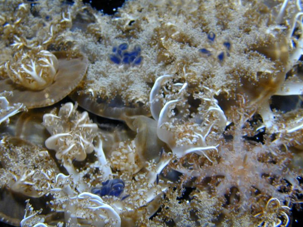 Montery Bay Aquarium