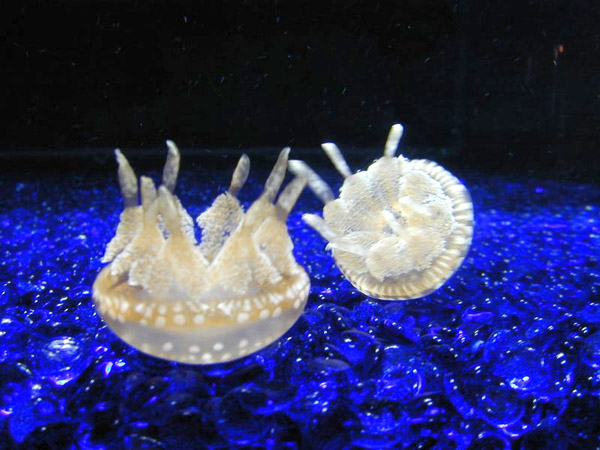 Montery Bay Aquarium