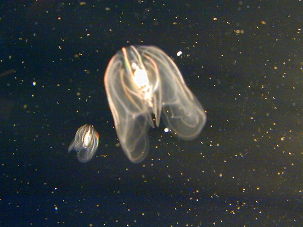 Montery Bay Aquarium