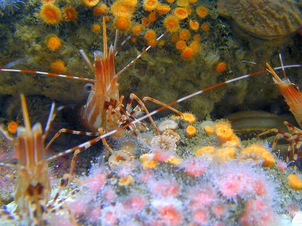 Montery Bay Aquarium