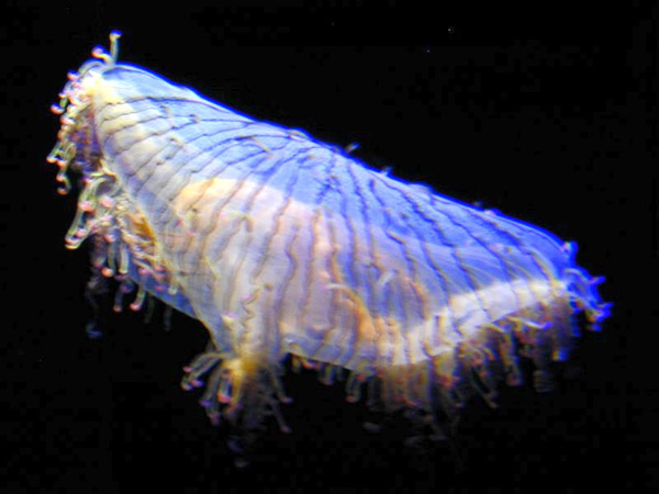 Montery Bay Aquarium