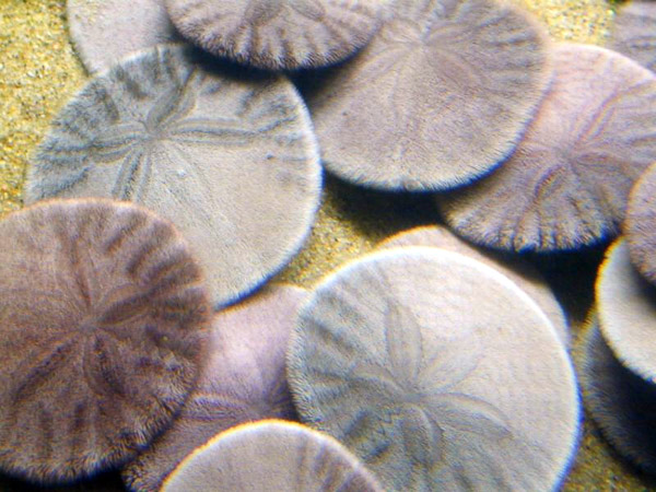 Montery Bay Aquarium