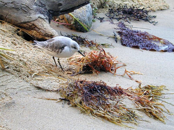 Montery Bay Aquarium