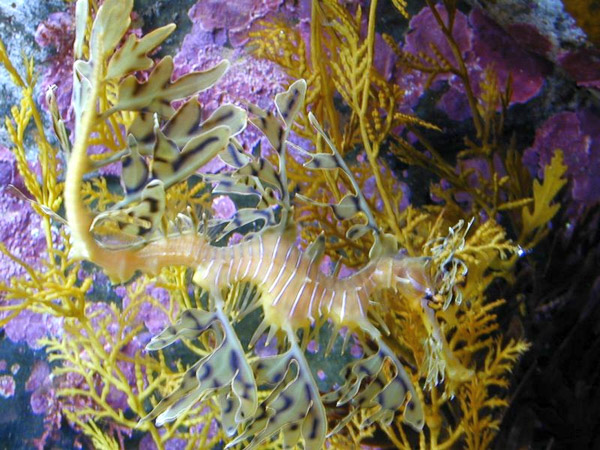 Montery Bay Aquarium