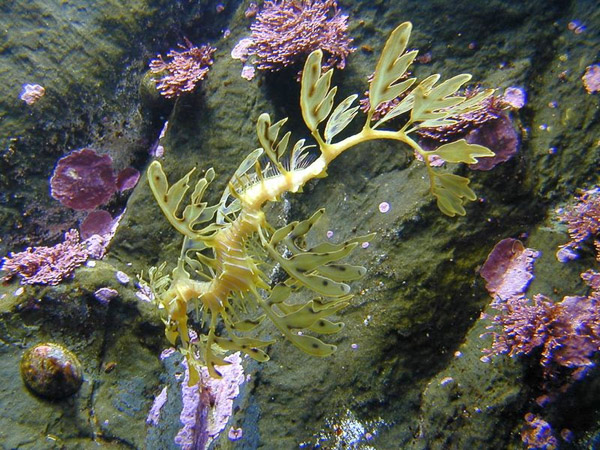 Montery Bay Aquarium