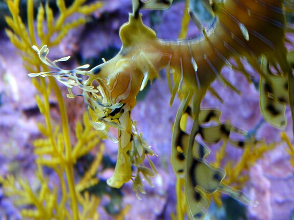 Montery Bay Aquarium