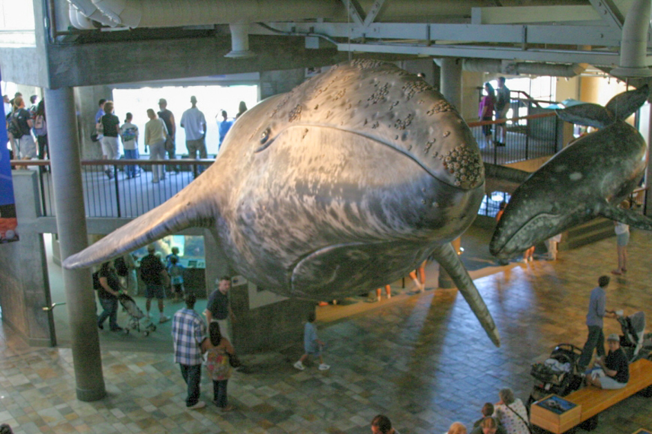 Monterey Bay Aquarium, Monterey CA, July 2004