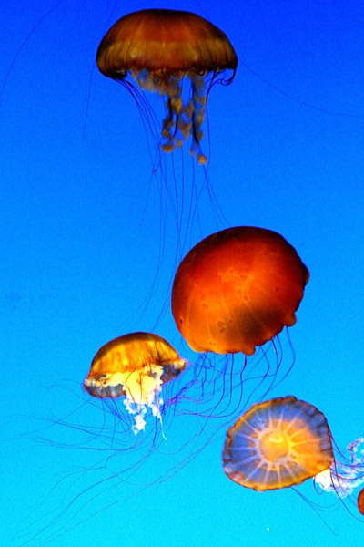 Montery Bay Aquarium