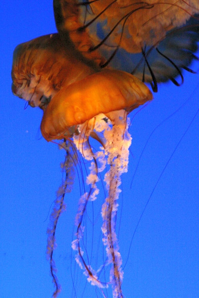 Montery Bay Aquarium
