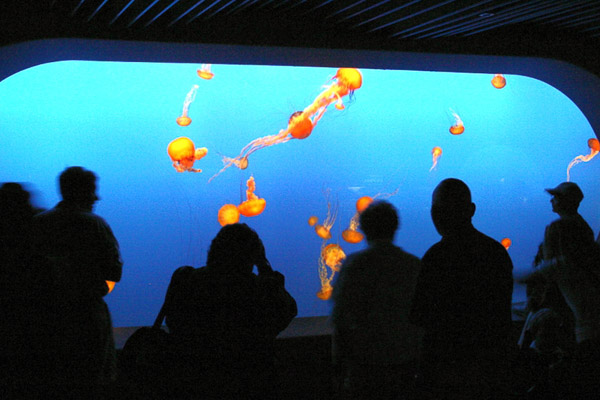 Montery Bay Aquarium
