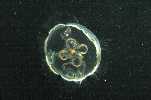 Montery Bay Aquarium