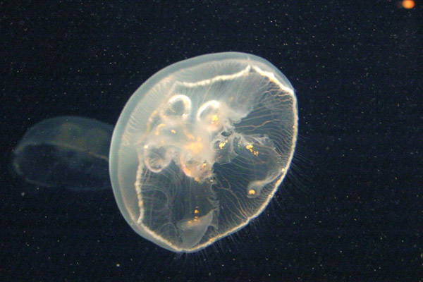Montery Bay Aquarium