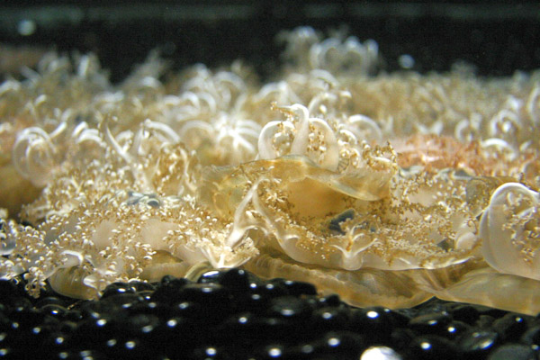 Montery Bay Aquarium