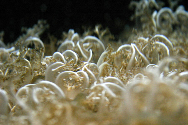 Montery Bay Aquarium