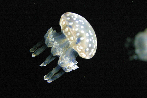 Montery Bay Aquarium