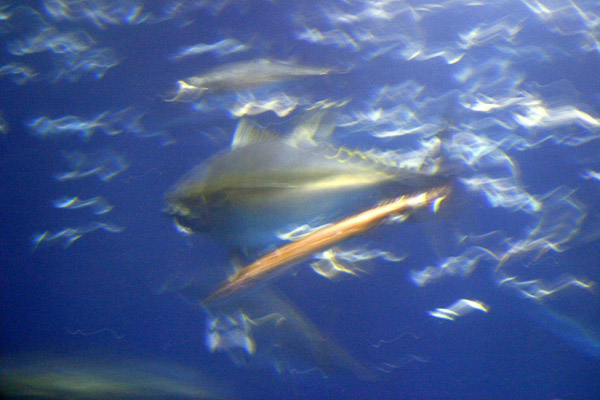 Montery Bay Aquarium