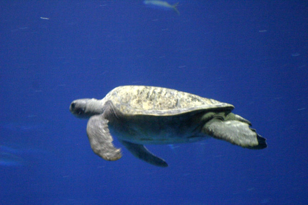 Montery Bay Aquarium