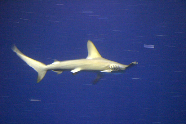 Montery Bay Aquarium