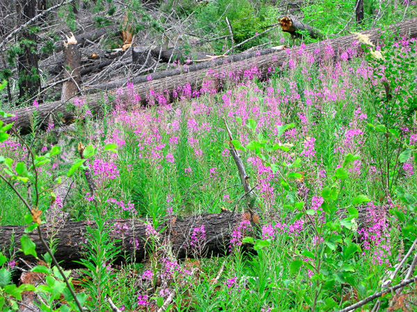 Wild flowers in Oregon