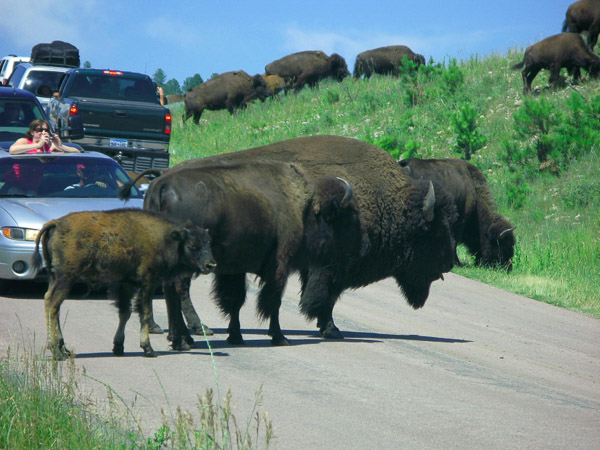 Custer State Park, SD