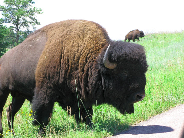 Custer State Park, SD
