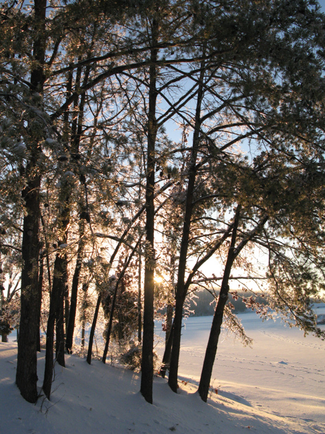 Snow and Ice, Louisville, KY, Jan 2009