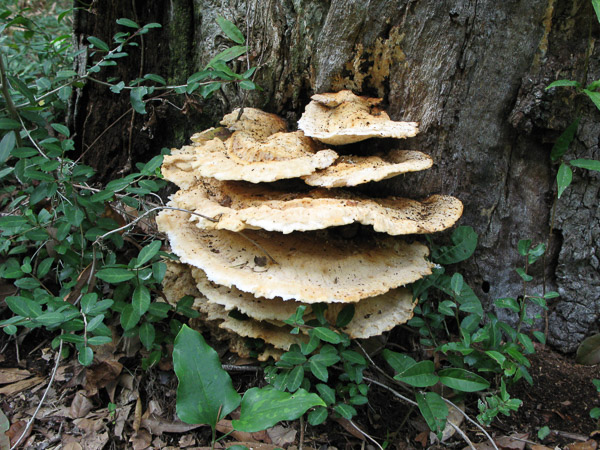 Savannah, Gerogia