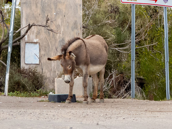 Donkes of Oatman, AZ