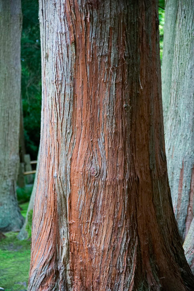 Golden Gate Park, Japanese tea Garden