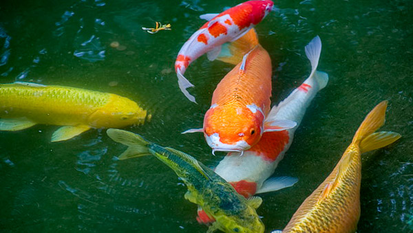 Golden Gate Park, Japanese tea Garden