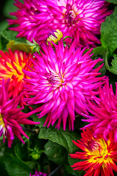 Golden Gate Park, dahlia garden