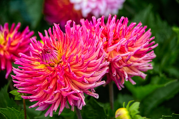 Golden Gate Park, dahlia garden