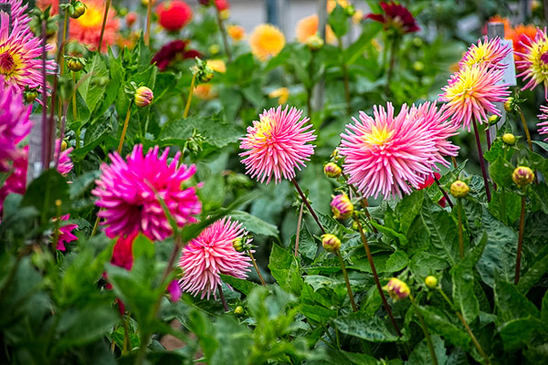 Golden Gate Park, dahlia garden