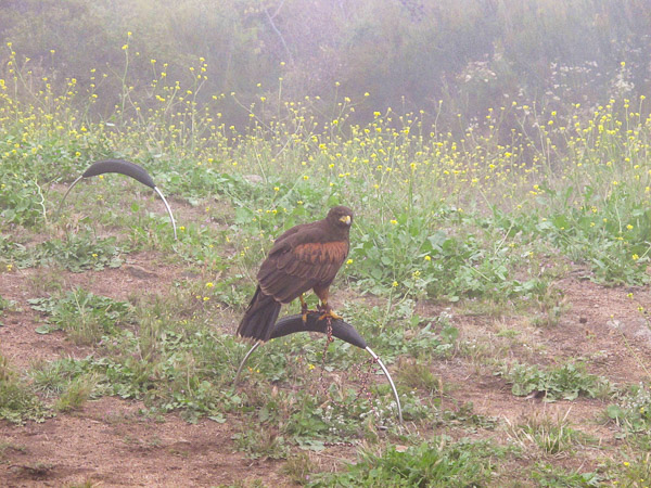 In Alpine taking a basic falconry session with Sky Falconry