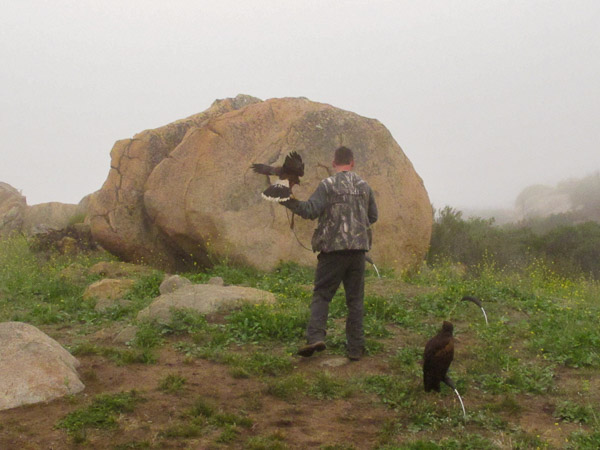 In Alpine taking a basic falconry session with Sky Falconry