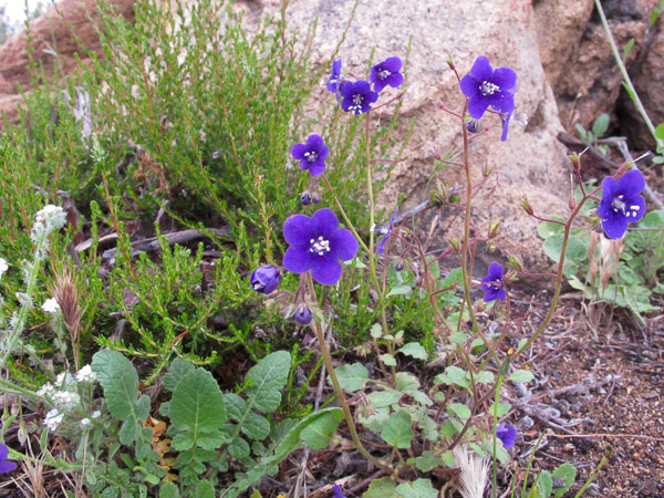 In Alpine taking a basic falconry session with Sky Falconry