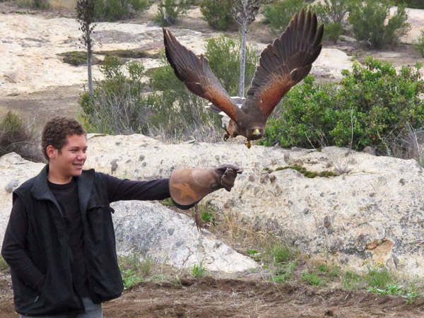 In Alpine taking a basic falconry session with Sky Falconry