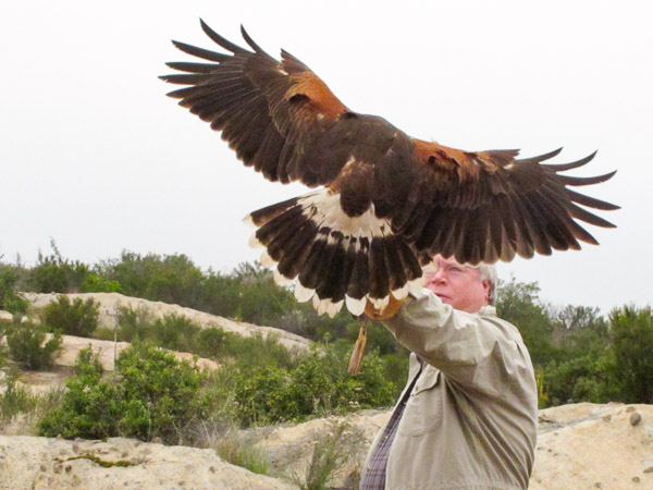 In Alpine taking a basic falconry session with Sky Falconry